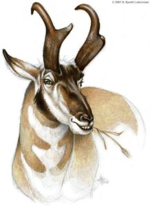 Rating: Safe Score: 0 Tags: 2007 ambiguous_gender antlers black_nose brown_body brown_eyes brown_fur brown_horn chewing_grass e621 eyelashes feral fur half-length_portrait horn kyoht_luterman mammal marker_(artwork) portrait pronghorn simple_background solo tan_body tan_fur teeth traditional_media_(artwork) wheat white_background white_body white_fur User: bunchy7s Rating: Safe Score: 0 Tags: 2007 ambiguous_gender antlers black_nose brown_body brown_eyes brown_fur brown_horn chewing_grass e621 eyelashes feral fur half-length_portrait horn kyoht_luterman mammal marker_(artwork) portrait pronghorn simple_background solo tan_body tan_fur teeth traditional_media_(artwork) wheat white_background white_body white_fur User: bunchy7s
