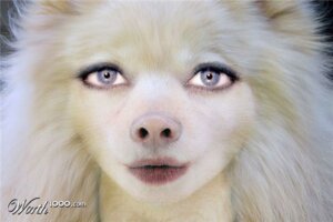 Rating: Safe Score: 0 Tags: 3:2 blonde_hair blue_eyes canid canine canis domestic_dog e621 female front_view grandfathered_content hair headshot_portrait icon mammal portrait real solo unknown_artist white_body worth1000.com User: bunchy7s