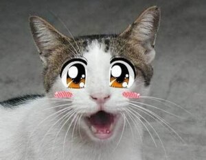 Rating: Safe Score: 0 Tags: ambiguous_gender blush collage_(artwork) domestic_cat e621 felid feline felis feral grandfathered_content happy low_res mammal meme mixed_media photo_manipulation reaction_image real shopped solo tabby_cat third-party_edit ticked_tabby unknown_artist what User: bunchy7s