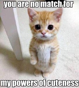 Rating: Safe Score: 0 Tags: ambiguous_gender biped bipedal_feral daww domestic_cat e621 english_text felid feline felis feral grandfathered_content image_macro impact_(font) inside looking_at_viewer mammal meme neonate quadruped_to_biped real solo standing text unknown_artist young young_ambiguous young_feral User: bunchy7s