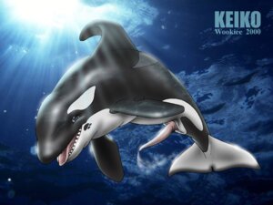 Rating: Explicit Score: 0 Tags: 2000 4:3 animal_genitalia animal_penis anus aquatic bodily_fluids cetacean cetacean_genitalia cetacean_penis cum cum_in_water cum_underwater dolphin e621 erection feral genital_fluids genital_slit genitals keiko_(orca) light male mammal nude oceanic_dolphin orca penis solo sunlight tapering_penis tongue tongue_out toothed_whale underwater water water_clouding wooky User: bunchy7s