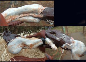 Rating: Explicit Score: 0 Tags: amniotic_fluid amniotic_sac anatomically_correct anatomically_correct_genitalia anatomically_correct_vulva animal_genitalia animal_vulva birth bodily_fluids duo e621 equid equine equine_genitalia equine_vulva female feral foaling genital_fluids genitals grandfathered_content hay hooves horse live_birth looking_away luvjeordie_studios mammal neonate outside pregnant pregnant_female real realistic_feral realistic_lighting realistic_shading sculpture sculpture_(artwork) solo_focus statue traditional_media_(artwork) umbilical_cord vaginal_birth vulva what why young User: bunchy7s Rating: Explicit Score: 0 Tags: amniotic_fluid amniotic_sac anatomically_correct anatomically_correct_genitalia anatomically_correct_vulva animal_genitalia animal_vulva birth bodily_fluids duo e621 equid equine equine_genitalia equine_vulva female feral foaling genital_fluids genitals grandfathered_content hay hooves horse live_birth looking_away luvjeordie_studios mammal neonate outside pregnant pregnant_female real realistic_feral realistic_lighting realistic_shading sculpture sculpture_(artwork) solo_focus statue traditional_media_(artwork) umbilical_cord vaginal_birth vulva what why young User: bunchy7s