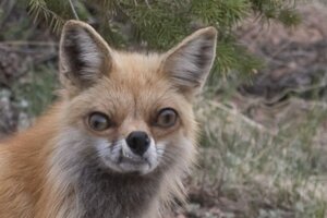 Rating: Safe Score: 0 Tags: 3:2 ambiguous_gender canid canine conditional_dnp cracky derp_eyes e621 feral fox grandfathered_content low_res mammal outside photo_manipulation photography_(artwork) reaction_image real red_fox solo teeth third-party_edit true_fox User: bunchy7s