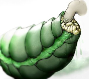 Rating: Explicit Score: 0 Tags: ambiguous_form ambiguous_gender ambiguous_penetrating anal anal_fisting anal_penetration anus arthropod arthropod_abdomen arthropod_abdomen_anus arthropod_abdomen_fisting arthropod_abdomen_genitalia arthropod_abdomen_penetration arthropod_abdomen_vulva bodily_fluids crotch_shot duo e621 exoskeleton female female/ambiguous fisting genital_fluids genital_focus genitals green_body green_exoskeleton insect mantis penetration sex simple_background solo_focus vaginal vaginal_fluids vaginal_penetration vulva white_background zevex zx User: bunchy7s Rating: Explicit Score: 0 Tags: ambiguous_form ambiguous_gender ambiguous_penetrating anal anal_fisting anal_penetration anus arthropod arthropod_abdomen arthropod_abdomen_anus arthropod_abdomen_fisting arthropod_abdomen_genitalia arthropod_abdomen_penetration arthropod_abdomen_vulva bodily_fluids crotch_shot duo e621 exoskeleton female female/ambiguous fisting genital_fluids genital_focus genitals green_body green_exoskeleton insect mantis penetration sex simple_background solo_focus vaginal vaginal_fluids vaginal_penetration vulva white_background zevex zx User: bunchy7s