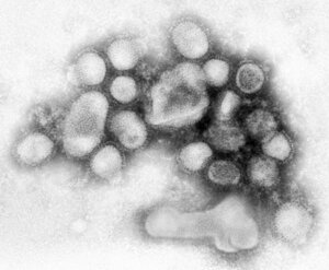 Rating: Explicit Score: 0 Tags: male male_only rule34 swine_flu tagme what User: bunchy7s Rating: Explicit Score: 0 Tags: male male_only rule34 swine_flu tagme what User: bunchy7s