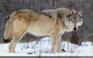 Rating: Safe Score: 0 Tags: 16:10 ambiguous_gender art_wolfe canid canine canis e621 feral grandfathered_content mammal northwestern_wolf outside quadruped real snow solo tail tang tongue tongue_out unknown_artist widescreen wolf yellow_eyes User: bunchy7s