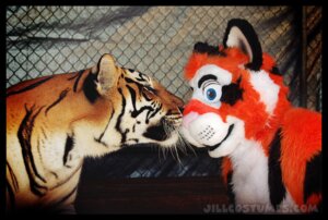 Rating: Safe Score: 0 Tags: blue_eyes clothing costume duo e621 felid feral fursuit grandfathered_content jill0r male mammal pantherine real stripes tiger User: bunchy7s