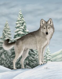 Rating: Explicit Score: 0 Tags: amber_eyes anatomically_correct anatomically_correct_genitalia animal_genitalia black_body black_fur canid canine canis claws cloud countershade_face countershade_tail countershade_torso countershading detailed_background e621 ebon_lupus evergreen_tree feral fully_sheathed fur genitals grey_body grey_fur hi_res inner_ear_fluff looking_at_viewer male mammal northwestern_wolf outside photorealism plant realistic sheath sky snow snoww solo standing tail tree tuft winter wolf User: bunchy7s Rating: Explicit Score: 0 Tags: amber_eyes anatomically_correct anatomically_correct_genitalia animal_genitalia black_body black_fur canid canine canis claws cloud countershade_face countershade_tail countershade_torso countershading detailed_background e621 ebon_lupus evergreen_tree feral fully_sheathed fur genitals grey_body grey_fur hi_res inner_ear_fluff looking_at_viewer male mammal northwestern_wolf outside photorealism plant realistic sheath sky snow snoww solo standing tail tree tuft winter wolf User: bunchy7s