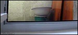 Rating: Safe Score: 0 Tags: ambiguous_gender animated animated_gif bucket container dish e621 felid feral grandfathered_content low_res mammal real short_playtime sneaky solo unknown_artist User: bunchy7s Rating: Safe Score: 0 Tags: ambiguous_gender animated animated_gif bucket container dish e621 felid feral grandfathered_content low_res mammal real short_playtime sneaky solo unknown_artist User: bunchy7s