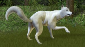 Rating: Explicit Score: 0 Tags: 3d_(artwork) absurd_res annonymouse anus arctic_wolf blue_eyes bodily_fluids butt canid canine canis digital_media_(artwork) dripping e621 english_text female feral fur genital_fluids genitals hi_res in_heat looking_at_viewer mammal presenting presenting_hindquarters solo tail text vaginal_fluid_drip vaginal_fluids vulva white_body white_fur wolf User: bunchy7s