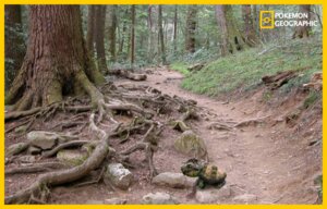 Rating: Safe Score: 0 Tags: ambiguous_gender border detailed_background e621 feral forest generation_4_pokemon izzatakiwa national_geographic nature nintendo outside plant pokemon pokemon_(species) pokemon_geographic rock solo tree turtwig wood yellow_border User: bunchy7s