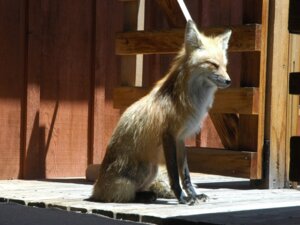 Rating: Safe Score: 0 Tags: 4:3 ambiguous_feral ambiguous_gender black_body black_fur canid canine countershading digitigrade e621 eyes_closed feet female_(lore) feral floor fox full-length_portrait fur grandfathered_content hindpaw inner_ear_fluff leg_markings light lol_comments mammal markings orange_body orange_fur paws photography_(artwork) pointy_ears porch portrait prick_ears quadruped real shadow side_view sitting socks_(marking) solo sunlight tuft unknown_artist white_body white_countershading white_fur wood wood_floor User: bunchy7s