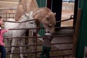 Rating: Safe Score: 0 Tags: 3:2 asinus camel camelid donkey e621 equid equine fatty_humps fence feral grandfathered_content group head_in_mouth human humor lol_comments male mammal real unknown_artist User: bunchy7s Rating: Safe Score: 0 Tags: 3:2 asinus camel camelid donkey e621 equid equine fatty_humps fence feral grandfathered_content group head_in_mouth human humor lol_comments male mammal real unknown_artist User: bunchy7s