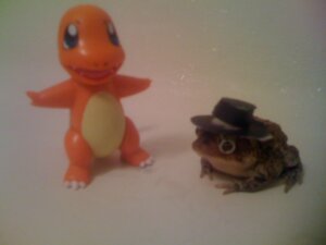 Rating: Safe Score: 0 Tags: 4:3 ambiguous_gender amphibian brown_body brown_skin charmander clothing duo e621 feral frog generation_1_pokemon grandfathered_content hat headgear headwear hi_res mostly_nude nintendo nude orange_body orange_skin pokemon pokemon_(species) real unknown_artist User: bunchy7s