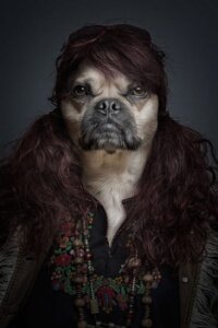 Rating: Safe Score: 0 Tags: 2:3 anthro brown_hair canid canine canis domestic_dog e621 female hair half-length_portrait long_hair mammal molosser photo photo_manipulation portrait pug sebastian_magnani small_molosser solo third-party_edit toy_dog User: bunchy7s