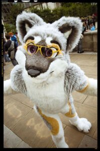 Rating: Safe Score: 0 Tags: 2020 anthro canid canine canis clothing costume dated domestic_dog e621 eyewear fursuit gallenw grandfathered_content husky looking_at_viewer male mammal nordic_sled_dog photography_(artwork) real solo spitz sunglasses User: bunchy7s