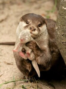 Rating: Safe Score: 0 Tags: ambiguous_gender carrying_another daww duo e621 eyes_closed feral grandfathered_content looking_at_viewer mammal mustelid neonate otter outside parenthood real size_difference unknown_artist young young_feral User: bunchy7s