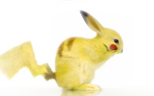 Rating: Safe Score: 0 Tags: ambiguous_gender e621 feral fur generation_1_pokemon grandfathered_content lagomorph mammal nintendo photo_manipulation pikachu pikachu_(artist) pokemon pokemon_(species) real rodent shopped simple_background solo tail third-party_edit white_background yellow_body yellow_fur User: bunchy7s