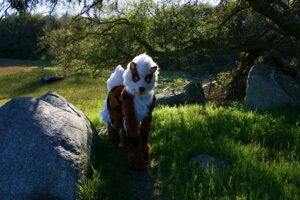 Rating: Safe Score: 0 Tags: 3:2 ambiguous_gender arcanine beastcub canid canine clothing costume e621 feral fursuit generation_1_pokemon grandfathered_content mammal mixed_media nintendo photo_background photography_(artwork) pokemon pokemon_(species) quadsuit real scenery solo User: bunchy7s