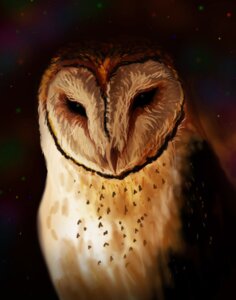 Rating: Safe Score: 0 Tags: ambiguous_gender avian barn_owl beak bird e621 feathers feral looking_at_viewer migrainesky owl solo tyto tytonid User: bunchy7s Rating: Safe Score: 0 Tags: ambiguous_gender avian barn_owl beak bird e621 feathers feral looking_at_viewer migrainesky owl solo tyto tytonid User: bunchy7s