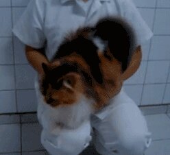 Rating: Safe Score: 0 Tags: ambiguous_gender animated animated_gif black_body black_fur butt_slap calico_cat clothed clothing domestic_cat duo e621 felid feline felis feral floor fluffy fluffy_tail fur grandfathered_content human inside live_action low_res mammal mottled on_ground on_lap orange_body orange_fur piebald real short_playtime sitting sitting_on_lap slap spanking tail thumbnail tile tile_floor unknown_artist white_body white_fur User: bunchy7s
