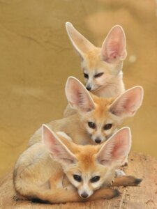 Rating: Safe Score: 0 Tags: 3:4 ambiguous_gender canid canine e621 fennec_fox feral fox grandfathered_content group henry's_pocket hi_res looking_at_viewer mammal photography_(artwork) real true_fox unknown_artist User: bunchy7s Rating: Safe Score: 0 Tags: 3:4 ambiguous_gender canid canine e621 fennec_fox feral fox grandfathered_content group henry's_pocket hi_res looking_at_viewer mammal photography_(artwork) real true_fox unknown_artist User: bunchy7s