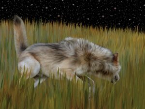 Rating: Explicit Score: 0 Tags: 4:3 animal_genitalia canid canine canis claws detailed_background e621 ebon_lupus feral fully_sheathed genitals grass male mammal night northwestern_wolf plant raised_tail realistic realistic_feral sheath solo stalking star tail tall_grass wolf User: bunchy7s Rating: Explicit Score: 0 Tags: 4:3 animal_genitalia canid canine canis claws detailed_background e621 ebon_lupus feral fully_sheathed genitals grass male mammal night northwestern_wolf plant raised_tail realistic realistic_feral sheath solo stalking star tail tall_grass wolf User: bunchy7s