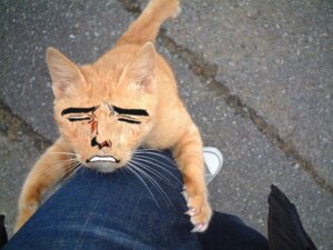 Rating: Questionable Score: 0 Tags: 4:3 ambiguous_gender bottomwear claws clothing denim denim_bottomwear denim_clothing domestic_cat duo e621 felid feline felis feral first_person_view grandfathered_content human jeans leg_humping mammal meme pants real shopped solo_focus third-party_edit unknown_artist yaranaika User: bunchy7s Rating: Questionable Score: 0 Tags: 4:3 ambiguous_gender bottomwear claws clothing denim denim_bottomwear denim_clothing domestic_cat duo e621 felid feline felis feral first_person_view grandfathered_content human jeans leg_humping mammal meme pants real shopped solo_focus third-party_edit unknown_artist yaranaika User: bunchy7s