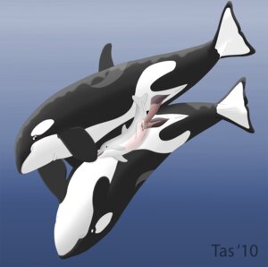 Rating: Explicit Score: 0 Tags: anatomically_correct animal_genitalia animal_penis aquatic bodily_fluids cetacean cetacean_genitalia cetacean_penis cum cum_in_vagina cum_inside dolphin dominant double_penetration double_vaginal e621 erection female feral feral_on_feral fully/fully_submerged fully_submerged genital_fluids genitals group group_sex hi_res huge_penetration larger_dom larger_male male male/female mammal nude oceanic_dolphin orca penetration penis sex sex_in_water shallow_penetration size_difference smaller_female tapering_penis tasuric threesome toothed_whale trio underwater underwater_sex vaginal vaginal_penetration vulva water User: bunchy7s