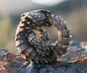Rating: Safe Score: 0 Tags: ambiguous_gender armadillo_girdled_lizard bite doing_it_wrong e621 girdled_lizard grandfathered_content griffinbing_(artist) infinity lizard low_res nom ouroboros real reptile rock scalie solo tail tail_bite tail_fetish tail_in_mouth tail_nom tail_play User: bunchy7s Rating: Safe Score: 0 Tags: ambiguous_gender armadillo_girdled_lizard bite doing_it_wrong e621 girdled_lizard grandfathered_content griffinbing_(artist) infinity lizard low_res nom ouroboros real reptile rock scalie solo tail tail_bite tail_fetish tail_in_mouth tail_nom tail_play User: bunchy7s