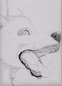 Rating: Safe Score: 0 Tags: canid canine creepy e621 fangs feral gaping_mouth graphite_(artwork) greyscale headshot_portrait hi_res looking_at_viewer male mammal monochrome mouth_shot open_mouth portrait semiotica side_view solo teeth tongue traditional_media_(artwork) User: bunchy7s