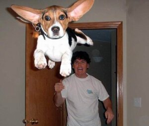 Rating: Safe Score: 0 Tags: beagle canid canine canis clothed clothing collar domestic_dog door duo e621 feral flying fur grandfathered_content hair human hunting_dog inside long_ears looking_at_viewer low_res male mammal open_mouth real scent_hound shirt topwear unknown_artist User: bunchy7s Rating: Safe Score: 0 Tags: beagle canid canine canis clothed clothing collar domestic_dog door duo e621 feral flying fur grandfathered_content hair human hunting_dog inside long_ears looking_at_viewer low_res male mammal open_mouth real scent_hound shirt topwear unknown_artist User: bunchy7s