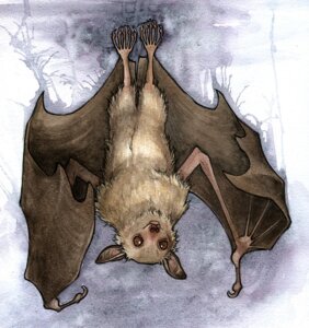 Rating: Safe Score: 0 Tags: 2013 ambiguous_gender bat brown_body brown_fur claws e621 feral front_view full-length_portrait fur looking_at_viewer mammal membrane_(anatomy) membranous_wings portrait realistic_wings solo strange-selki toe_claws upside_down wings User: bunchy7s Rating: Safe Score: 0 Tags: 2013 ambiguous_gender bat brown_body brown_fur claws e621 feral front_view full-length_portrait fur looking_at_viewer mammal membrane_(anatomy) membranous_wings portrait realistic_wings solo strange-selki toe_claws upside_down wings User: bunchy7s