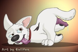 Rating: Explicit Score: 0 Tags: animal_genitalia bolt_(bolt) bolt_(film) canine colifox disney feral male male_only penis rule34 tagme User: bunchy7s