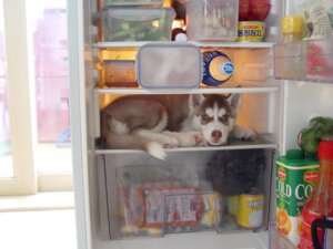 Rating: Safe Score: 0 Tags: 4:3 ambiguous_gender appliance bag canid canine canis del_monte domestic_dog e621 english_text feral food freezer fridge grandfathered_content husky kitchen_appliance korean korean_text looking_at_viewer mammal nordic_sled_dog pocari_sweat real shelf solo spitz text translated unknown_artist young young_feral User: bunchy7s