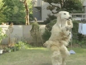 Rating: Safe Score: 0 Tags: ambiguous_gender animated animated_gif anthro backyard canid canine canis clothing costume dog_costume domestic_dog e621 fursuit grandfathered_content low_res mammal short_playtime solo unknown_artist what User: bunchy7s Rating: Safe Score: 0 Tags: ambiguous_gender animated animated_gif anthro backyard canid canine canis clothing costume dog_costume domestic_dog e621 fursuit grandfathered_content low_res mammal short_playtime solo unknown_artist what User: bunchy7s