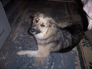 Rating: Safe Score: 0 Tags: 4:3 ambiguous_gender black_nose canid canine canis carpet countershade_fur countershading detailed_background domestic_dog e621 feral fur german_shepherd grandfathered_content herding_dog heymama555 looking_at_viewer mammal pastoral_dog photography_(artwork) real sheepdog shetland_sheepdog solo tan_body tan_fur User: bunchy7s