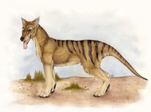 Rating: Explicit Score: 0 Tags: 2007 4_toes animal_genitalia barely_visible_genitalia barely_visible_sheath black_nose bloodhound_omega brown_body brown_eyes brown_fur claws conditional_dnp dasyuromorph day detailed digitigrade e621 feet feral fully_sheathed fur genitals looking_aside male mammal marsupial outside quadruped realistic realistic_feral recently_extinct_species sheath sky solo stripes tail tan_body tan_fur thylacine toes tongue tongue_out User: bunchy7s Rating: Explicit Score: 0 Tags: 2007 4_toes animal_genitalia barely_visible_genitalia barely_visible_sheath black_nose bloodhound_omega brown_body brown_eyes brown_fur claws conditional_dnp dasyuromorph day detailed digitigrade e621 feet feral fully_sheathed fur genitals looking_aside male mammal marsupial outside quadruped realistic realistic_feral recently_extinct_species sheath sky solo stripes tail tan_body tan_fur thylacine toes tongue tongue_out User: bunchy7s