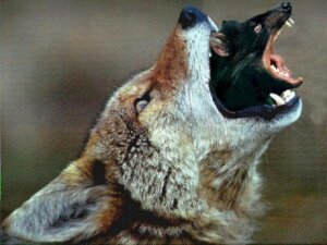 Rating: Questionable Score: 0 Tags: 4:3 ambiguous_gender black_body black_fur canid canine canis dasyurid dasyuromorph duo e621 fangs feral fur gaping_mouth inner_ear_fluff mammal marsupial open_mouth oral_vore real soft_vore tasmanian_devil teeth tuft unknown_artist vore wolf User: bunchy7s Rating: Questionable Score: 0 Tags: 4:3 ambiguous_gender black_body black_fur canid canine canis dasyurid dasyuromorph duo e621 fangs feral fur gaping_mouth inner_ear_fluff mammal marsupial open_mouth oral_vore real soft_vore tasmanian_devil teeth tuft unknown_artist vore wolf User: bunchy7s