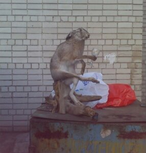 Rating: Safe Score: 0 Tags: ambiguous_gender beady_eyes brick brick_wall brown_body brown_fur countershade_fur countershade_torso countershading e621 feral fur glass grandfathered_content holding_glass holding_object lagomorph leporid mammal pivoted_ears plastic_bag rabbit real real_world sitting sitting_on_log solo taxidermy unknown_artist wall_(structure) User: bunchy7s
