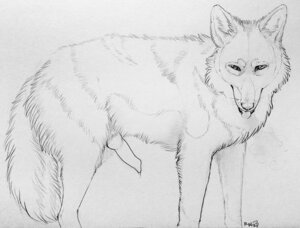 Rating: Explicit Score: 0 Tags: anatomically_correct animal_genitalia animal_penis bodily_fluids canid canine canine_genitalia canine_penis canis cum e621 erection feral genital_fluids genitals knot looking_at_viewer male mammal monochrome nude paper-wings penis quadruped simple_background sketch solo tail tongue tongue_out white_background wolf User: bunchy7s