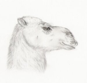 Rating: Safe Score: 0 Tags: ambiguous_gender camel camelid e621 eyelashes feral fur graphite_(artwork) grey_body grey_fur greyscale headshot_portrait karja mammal monochrome portrait side_view simple_background solo traditional_media_(artwork) white_background User: bunchy7s
