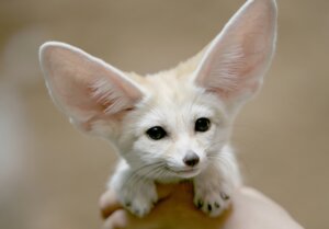 Rating: Safe Score: 0 Tags: 4_fingers ambiguous_gender big_ears black_claws black_eyes black_nose canid canine claws daww duo e621 fennec_fox feral fingers fox fur grandfathered_content henry's_pocket human inner_ear_fluff long_mouth looking_at_viewer mammal no_sclera paws photography_(artwork) real shadow snout solo_focus true_fox tuft unknown_artist whiskers white_body white_fur User: bunchy7s Rating: Safe Score: 0 Tags: 4_fingers ambiguous_gender big_ears black_claws black_eyes black_nose canid canine claws daww duo e621 fennec_fox feral fingers fox fur grandfathered_content henry's_pocket human inner_ear_fluff long_mouth looking_at_viewer mammal no_sclera paws photography_(artwork) real shadow snout solo_focus true_fox tuft unknown_artist whiskers white_body white_fur User: bunchy7s