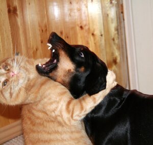 Rating: Safe Score: 0 Tags: ambiguous_gender canid canine canis dachshund derp_eyes domestic_cat domestic_dog duo e621 felid feline felis feral fight grandfathered_content hug hunting_dog low_res mackerel_tabby mammal meme photography_(artwork) playful real tabby_cat teeth unknown_artist User: bunchy7s
