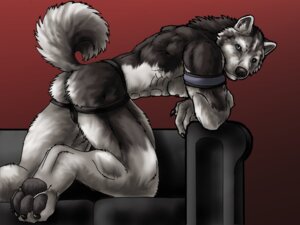 Rating: Questionable Score: 0 Tags: 2006 4:3 abs anthro armband black_body black_claws black_clothing black_fur black_jockstrap black_pawpads black_underwear blue_eyes bulge butt canid canine canis claws clothed clothing curled_tail digital_drawing_(artwork) digital_media_(artwork) domestic_dog e621 fur furniture grey_body grey_fur husky jockstrap looking_at_viewer looking_back looking_back_at_viewer male mammal muscular muscular_anthro muscular_male nordic_sled_dog pawpads pecs red_background seductive shaded simple_background sofa solo spitz tail toe_claws topless trapezius underwear white_body white_fur windcatcher User: bunchy7s Rating: Questionable Score: 0 Tags: 2006 4:3 abs anthro armband black_body black_claws black_clothing black_fur black_jockstrap black_pawpads black_underwear blue_eyes bulge butt canid canine canis claws clothed clothing curled_tail digital_drawing_(artwork) digital_media_(artwork) domestic_dog e621 fur furniture grey_body grey_fur husky jockstrap looking_at_viewer looking_back looking_back_at_viewer male mammal muscular muscular_anthro muscular_male nordic_sled_dog pawpads pecs red_background seductive shaded simple_background sofa solo spitz tail toe_claws topless trapezius underwear white_body white_fur windcatcher User: bunchy7s