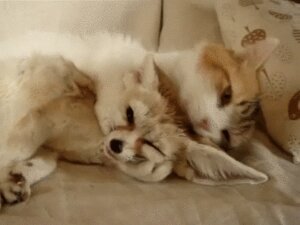 Rating: Safe Score: 0 Tags: 4:3 ambiguous_gender animated animated_gif bed big_ears black_eyes black_nose canid canine claws dark_body dark_fur daww digitigrade domestic_cat duo e621 fangs felid feline felis fennec_fox feral fox fur furniture grandfathered_content half-closed_eyes inner_ear_fluff licking long_mouth low_res lying mammal narrowed_eyes no_pupils no_sclera on_side one_eye_closed orange_eyes paws pink_nose pupils real shadow short_playtime slit_pupils snout tabby_cat tan_body tan_fur teeth tongue tongue_out true_fox tuft unknown_artist whiskers white_body white_fur User: bunchy7s Rating: Safe Score: 0 Tags: 4:3 ambiguous_gender animated animated_gif bed big_ears black_eyes black_nose canid canine claws dark_body dark_fur daww digitigrade domestic_cat duo e621 fangs felid feline felis fennec_fox feral fox fur furniture grandfathered_content half-closed_eyes inner_ear_fluff licking long_mouth low_res lying mammal narrowed_eyes no_pupils no_sclera on_side one_eye_closed orange_eyes paws pink_nose pupils real shadow short_playtime slit_pupils snout tabby_cat tan_body tan_fur teeth tongue tongue_out true_fox tuft unknown_artist whiskers white_body white_fur User: bunchy7s