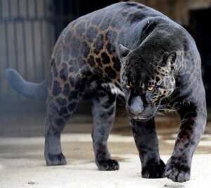 Rating: Safe Score: 0 Tags: ambiguous_gender black_body black_fur black_markings e621 felid feral fur grandfathered_content jaguar looking_at_viewer mammal markings melanistic pantherine paws polymorphism real solo spots tail unknown_artist whiskers yellow_eyes User: bunchy7s