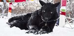 Rating: Safe Score: 0 Tags: anthro black_body black_fur canid canine canis clothing collar costume domestic_dog e621 female fur fursuit grandfathered_content looking_at_viewer mammal nachtzeit outside photography_(artwork) quadsuit real realistic snow snowvolkolak solo winter User: bunchy7s