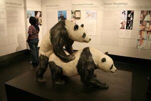Rating: Explicit Score: 0 Tags: all_fours ambiguous_gender bear doggystyle e621 feral feral_on_feral from_behind_position giant_panda grandfathered_content group human intraspecies low_res male male/ambiguous mammal penetration real sculpture sculpture_(artwork) sex statue traditional_media_(artwork) unknown_artist User: bunchy7s Rating: Explicit Score: 0 Tags: all_fours ambiguous_gender bear doggystyle e621 feral feral_on_feral from_behind_position giant_panda grandfathered_content group human intraspecies low_res male male/ambiguous mammal penetration real sculpture sculpture_(artwork) sex statue traditional_media_(artwork) unknown_artist User: bunchy7s