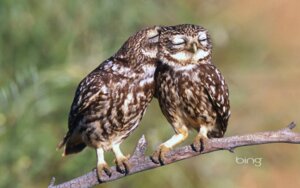 Rating: Safe Score: 0 Tags: 16:10 ambiguous_gender athene_(genus) avian bird branch burrowing_owl duo e621 eyes_closed feral grandfathered_content hi_res holidays in_tree kissing owl plant real tree true_owl unknown_artist valentine's_day wallpaper widescreen User: bunchy7s Rating: Safe Score: 0 Tags: 16:10 ambiguous_gender athene_(genus) avian bird branch burrowing_owl duo e621 eyes_closed feral grandfathered_content hi_res holidays in_tree kissing owl plant real tree true_owl unknown_artist valentine's_day wallpaper widescreen User: bunchy7s